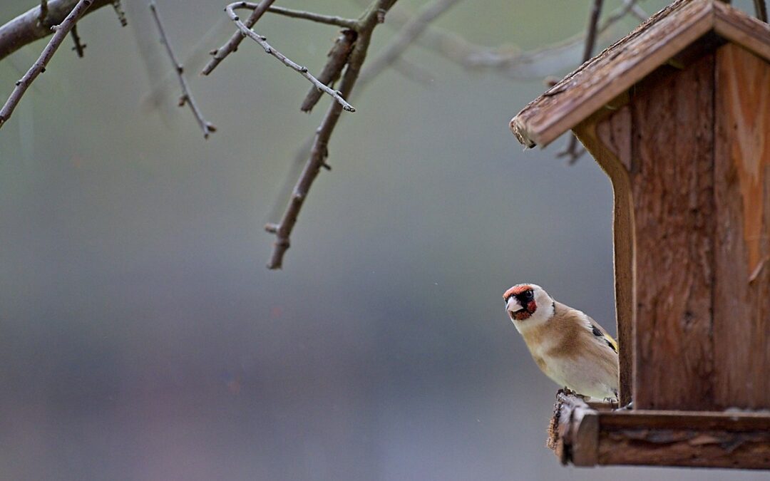 A picture relate to the topic birdphotography. A goldfinch peeps out from behind a birdhouse.